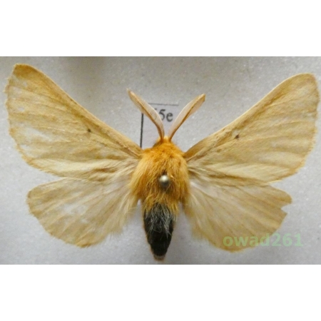 Lemonia taraxaci (Denis & Schiffermüller, 1775) male Poland65e